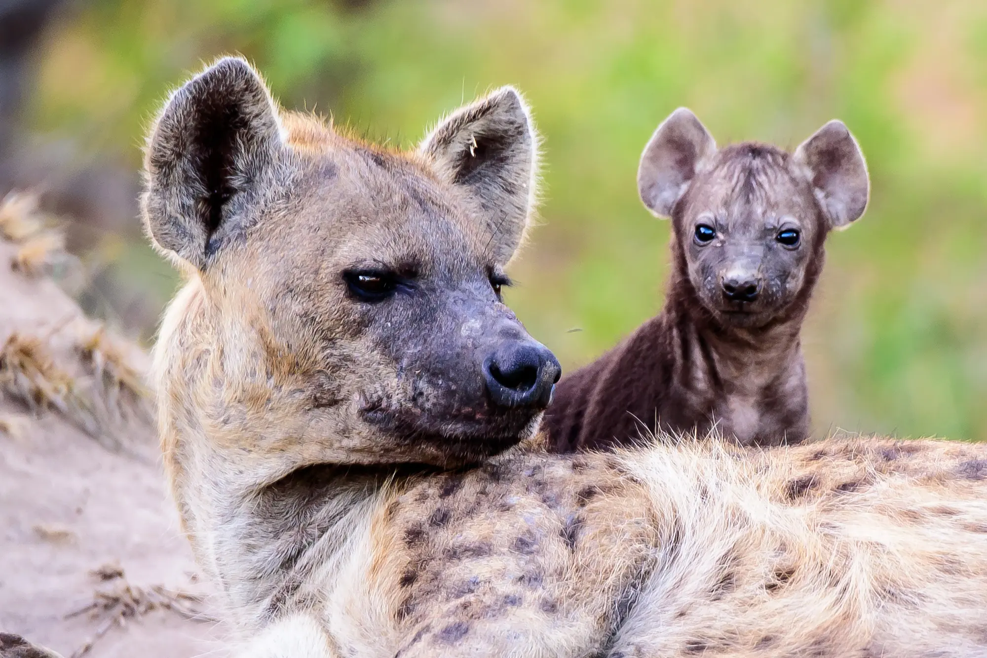 hanging-hyena-nature-s-remarkable-aerialist-hifimagazines